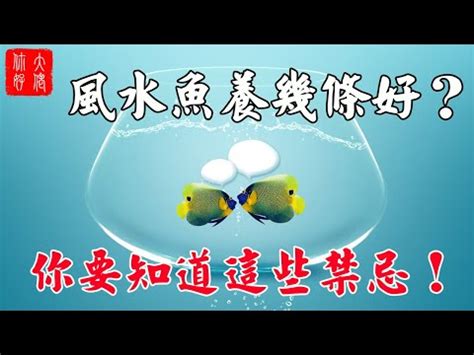 風水養魚|養魚風水指南：位置高度與飼養條數 